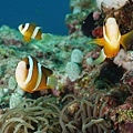 P1020741-2.jpg