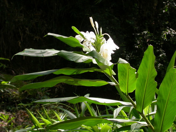 野薑花060723國姓.JPG