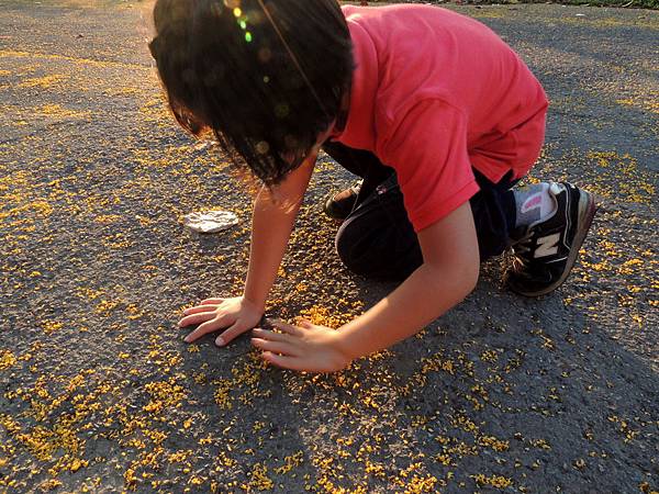 小梅子與印度紫檀花 小梅子與印度紫檀花