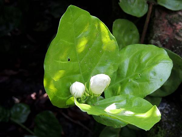 含苞的茉莉花