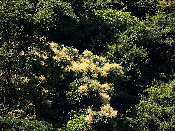 尖石無患子開花-001 尖石無患子開花-001