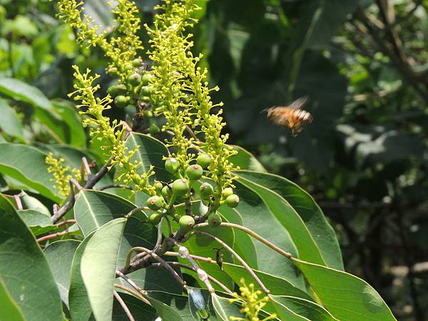 蜜蜂飛近山桕花序