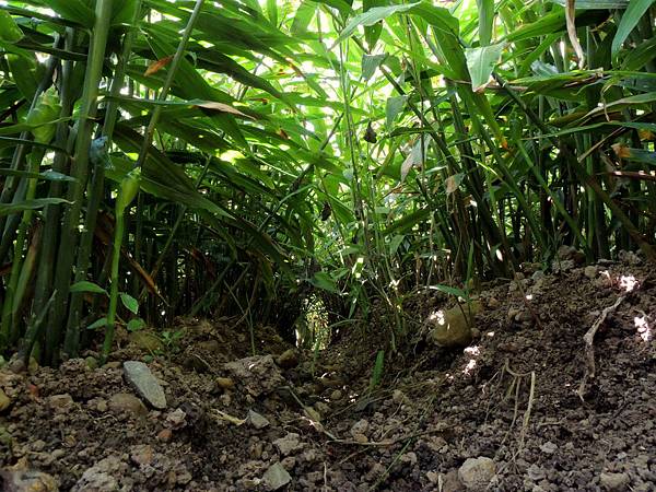 本島薑要開花 本島薑要開花