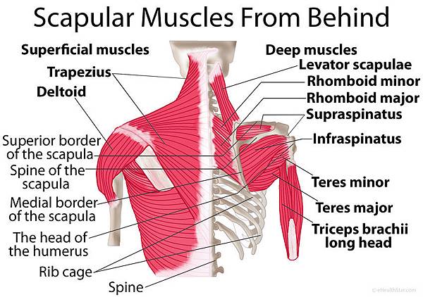 Scapula-shoulder-blade-muscles-behind.jpg