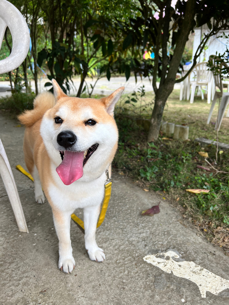高雄景點,大樹景點,愛上布諾閣私房美食館,滑草 高雄景點,大樹景點,愛上布諾閣私房美食館,滑草