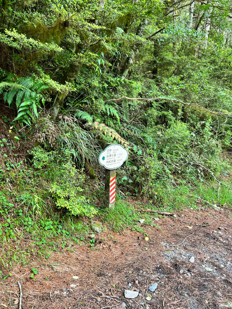 台東景點,台東景點親子,南橫景點,向陽森林遊樂區