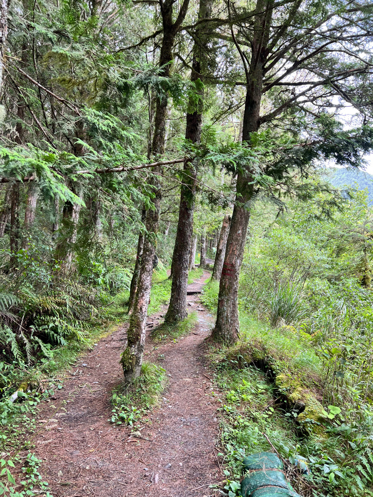 台東景點,台東景點親子,南橫景點,向陽森林遊樂區