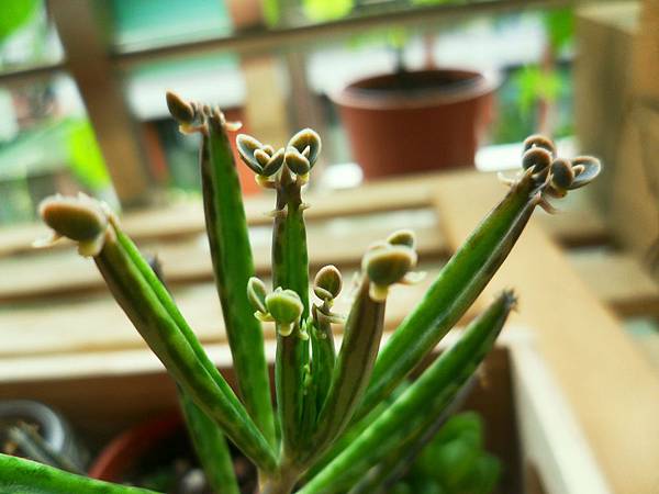 但原本我以为这些小不定芽都可以顺利长大成株,没想到这些粉红色的