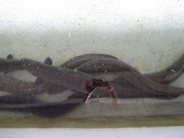 IMG_2445.JPG