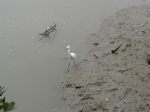 淡水河邊紅樹林的白鷺