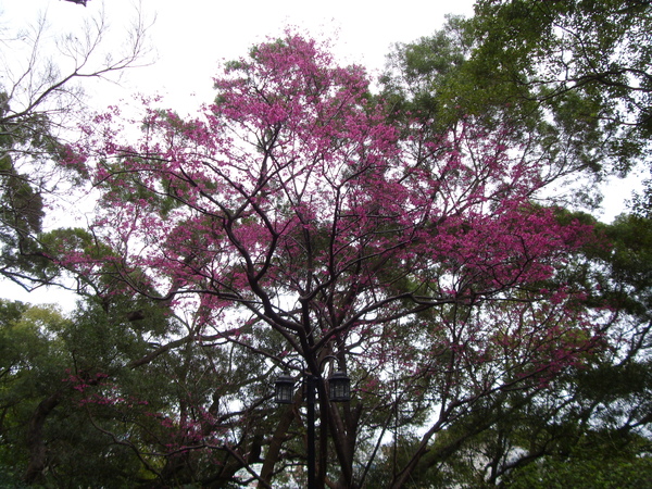 明志漂亮的花.JPG