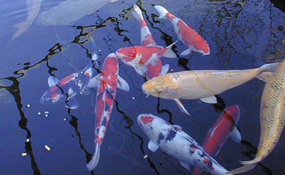 海洋脊椎動物 魚類 美學 創意 美安 痞客邦 海洋脊椎動物 魚類 美學 創意 美安 痞客邦