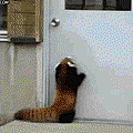 anigif_enhanced-10291-1393502963-8.gif