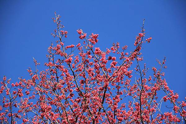 苗栗象鼻雪見首發團0165.JPG