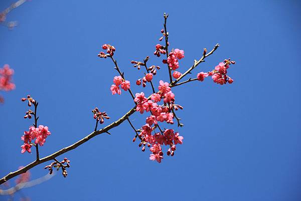 苗栗象鼻雪見首發團0168.JPG