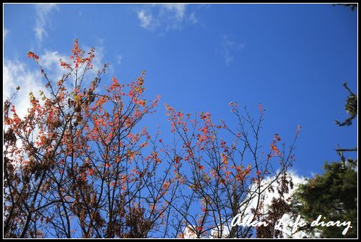 大雪山賞鳥125.jpg