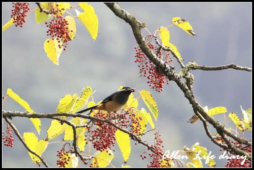 大雪山賞鳥198.jpg