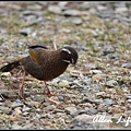 大雪山賞鳥256.jpg