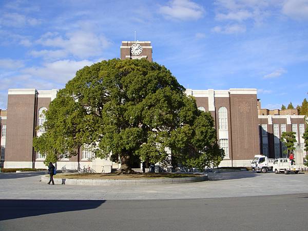 京都大學校樹