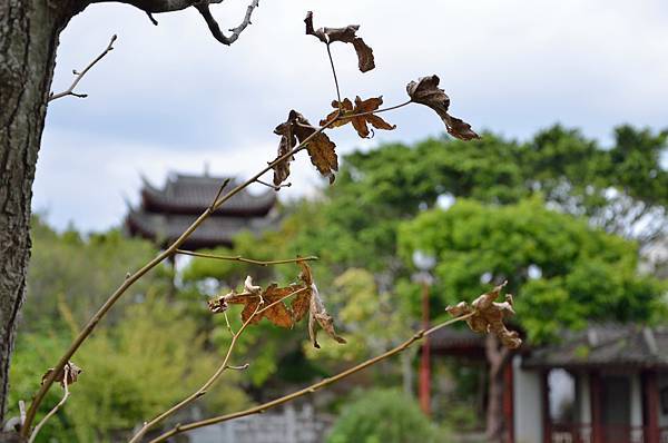 DSC_9603 DSC_9603