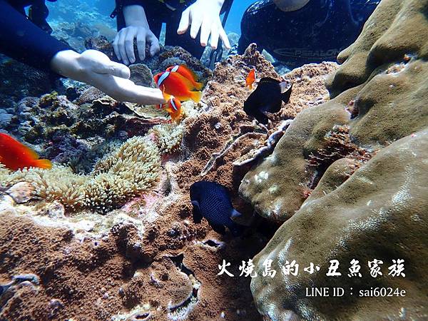 火燒島的小丑魚家族.jpg