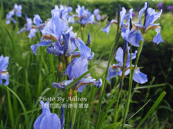 米勒花園的後花園