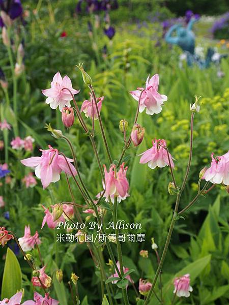 米勒花園的後花園