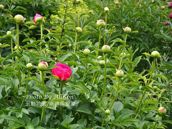 米勒花園的後花園