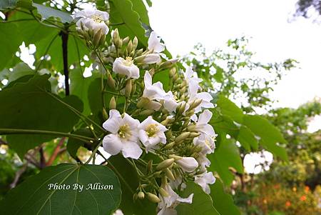 油桐花開了