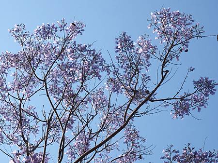 夢幻紫 藍花楹