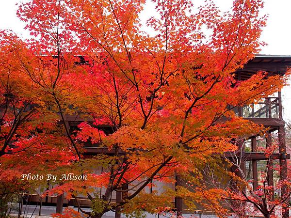 德川園紅葉