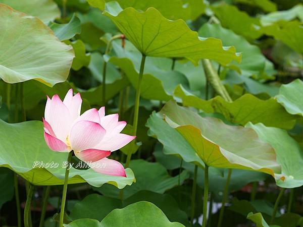 亞洲大學荷花