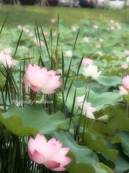 合花/亞洲