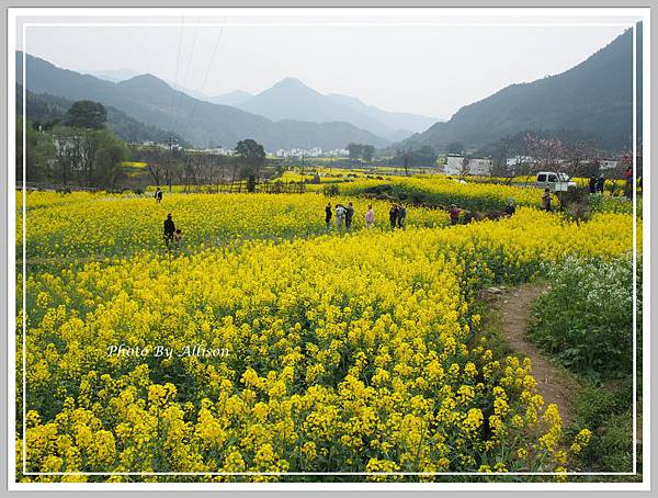 將領油菜花海