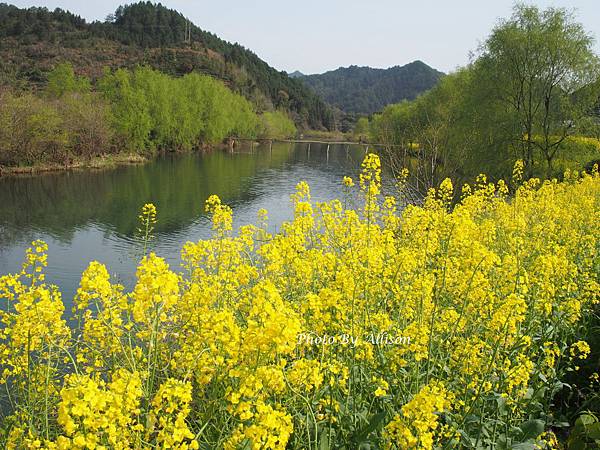 －＞攝影客也瘋狂的婺源油菜花季和徽派建築