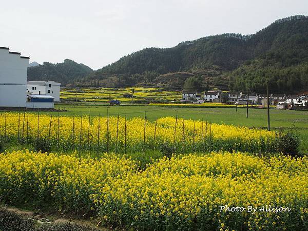 －＞婺源油菜花季3 / 24－思溪、延村、虹關…