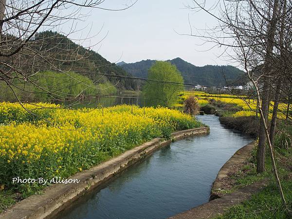 －＞婺源油菜花季3 / 24－思溪、延村、虹關…