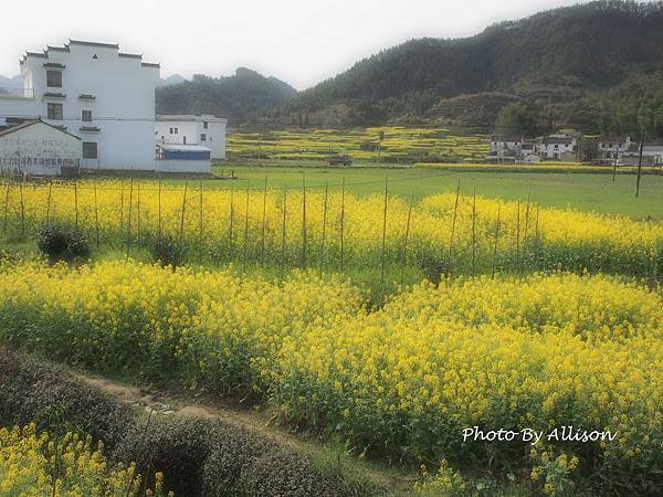 －＞婺源油菜花季3 / 24－思溪、延村、虹關…