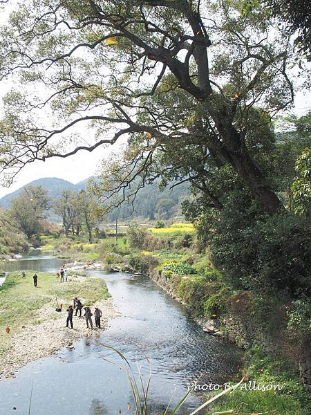 －＞婺源油菜花季3 / 24－思溪、延村、虹關…