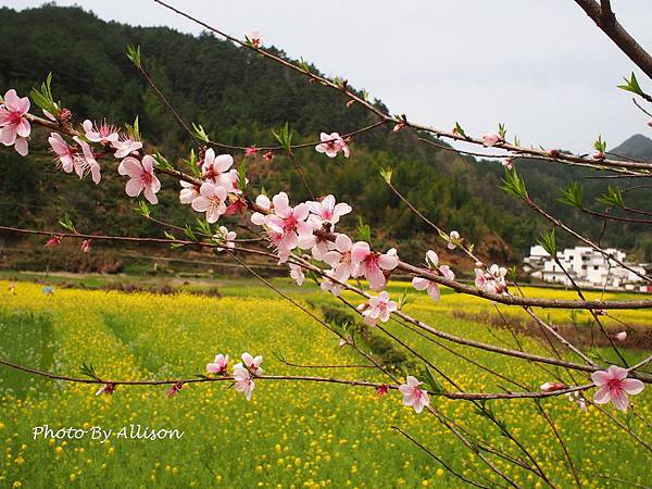 －＞婺源油菜花季3 / 24－思溪、延村、虹關…