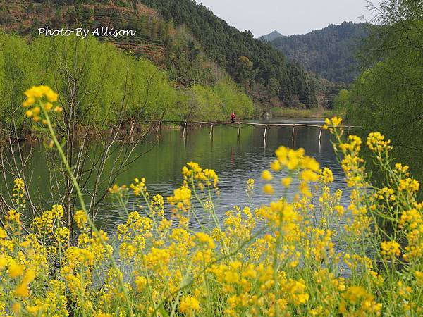 －＞婺源油菜花季3 / 24－思溪、延村、虹關…