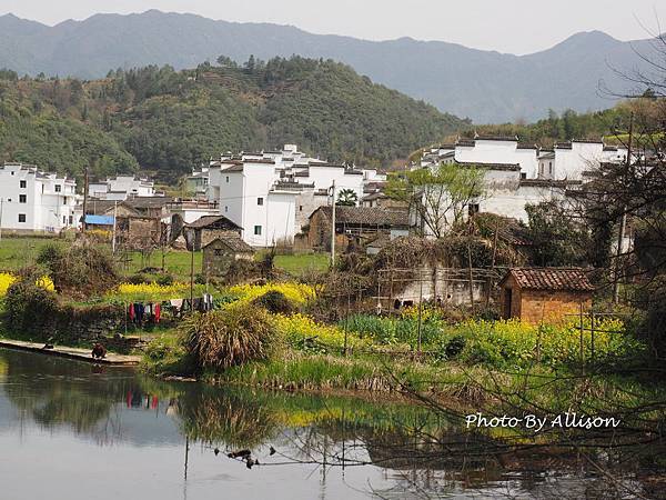 －＞婺源油菜花季3 / 24－思溪、延村、虹關…