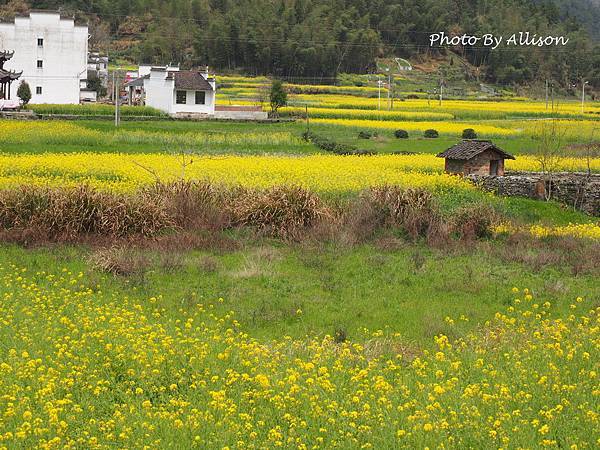 －＞婺源油菜花季3 / 24－思溪、延村、虹關…