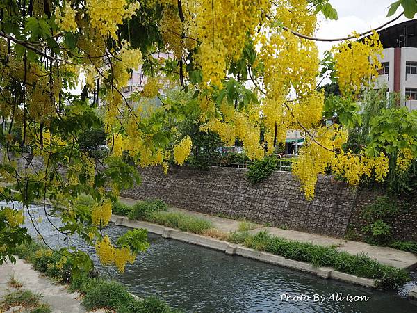 柳川河岸