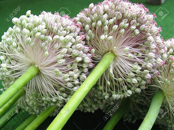 5329819-Flowering-Onions-Allium-Cepa--Stock-Photo.jpg