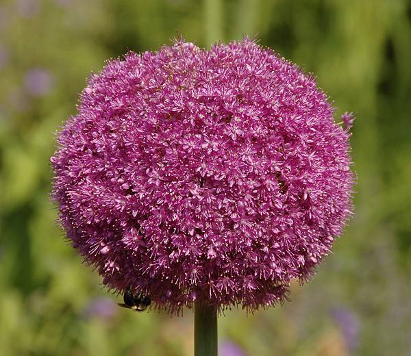 Allium_'Lucy_Ball'_Pink_Flower_Head_2236px.jpg