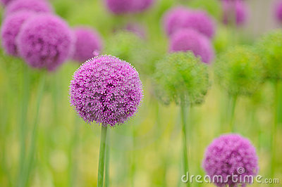 allium-flower-close-up-10017980.jpg