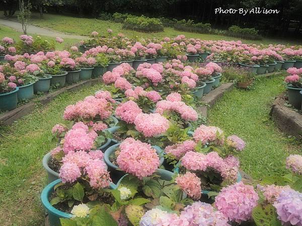 杉林溪繡球花季