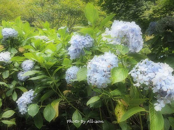 杉林溪繡球花季