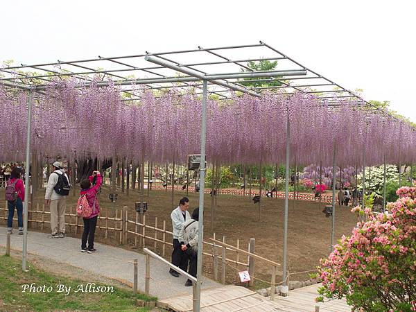 足利紫藤花